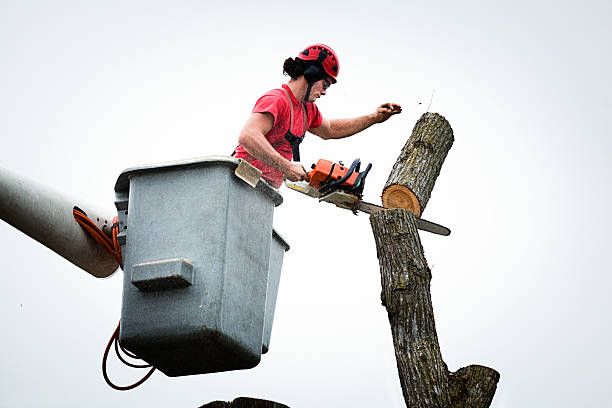 Best Emergency Tree Removal  in Hesston, KS